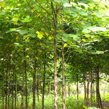 基地直销大叶构树苗野葡萄苗绿化苗木叶子可喂牛羊荒山坡地栽植