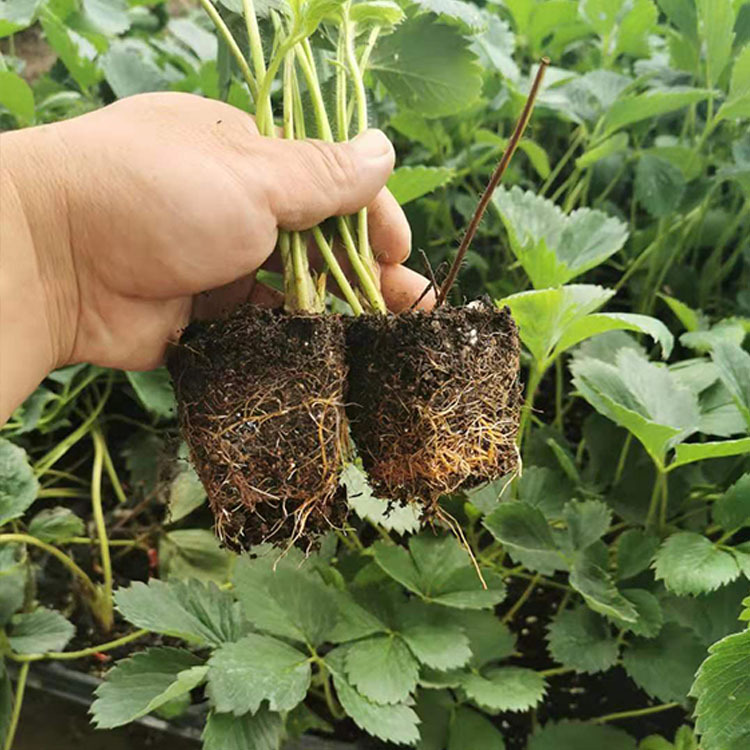 供应牛奶草莓苗牛奶草莓苗基地牛奶草莓苗批发当年结果