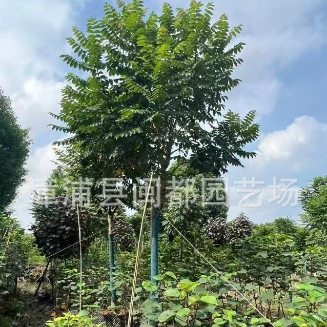 火焰木假植苗 米径 12cm 高度 4 米 市政行道树 福建漳州产地直发