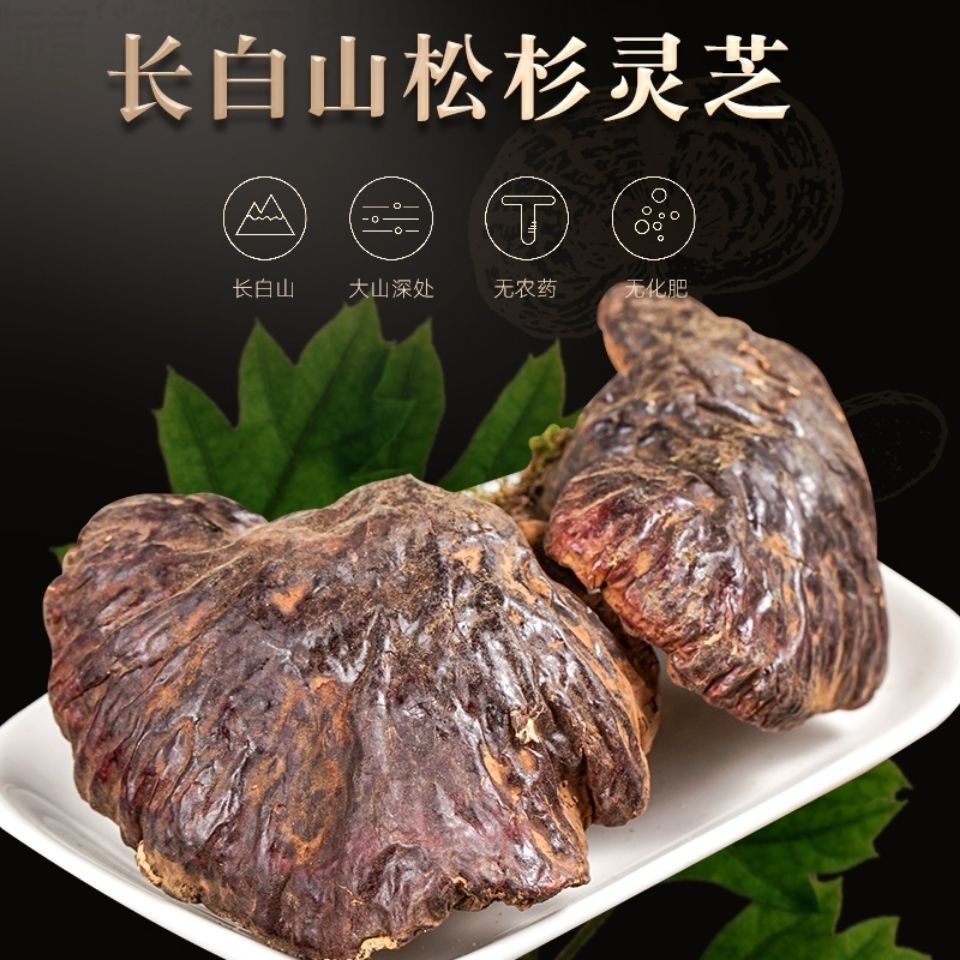 正宗松杉灵芝长白山野生包邮纯野生灵芝铁杉灵芝木灵芝干品可切片