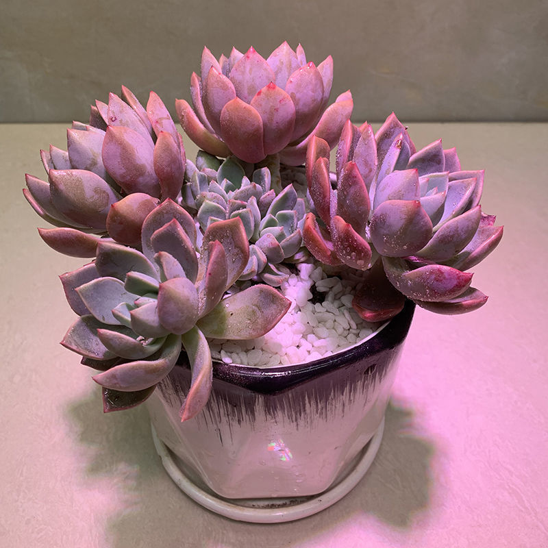 玫瑰多肉红粉佳人精品多肉植物老桩有品好养盆栽花