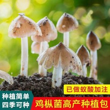 23年云南高产鸡枞菌种伞把菇菌种荔枝菌三塔菌斗鸡公菌包人工种植