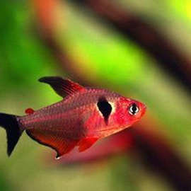 南美进口鱼 小型观赏鱼 潘塔纳尔红衣梦幻旗 草缸群游灯科鱼
