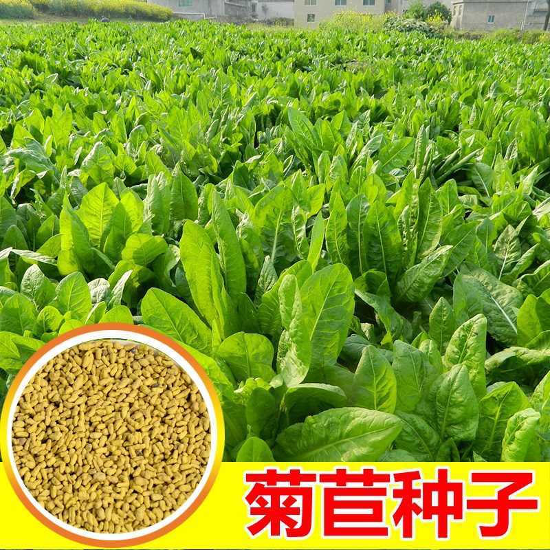 将军菊苣种子 肥猪菜种子 菊苣牧草种子 鸡鸭鹅鱼兔种