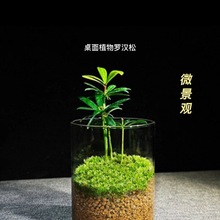 桌面绿植苔藓微景观室盆栽宿舍植物真室内办公桌客厅桌懒人办公室