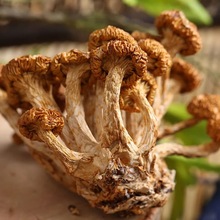 滑子菇滑子蘑小黄蘑干货滑子菇批发大朵中朵散朵规格工厂散装批发