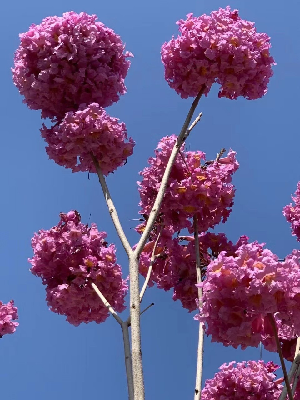 紫花风铃木 绣球多花风铃木 庭院景观苗木 广东风铃木基地直供