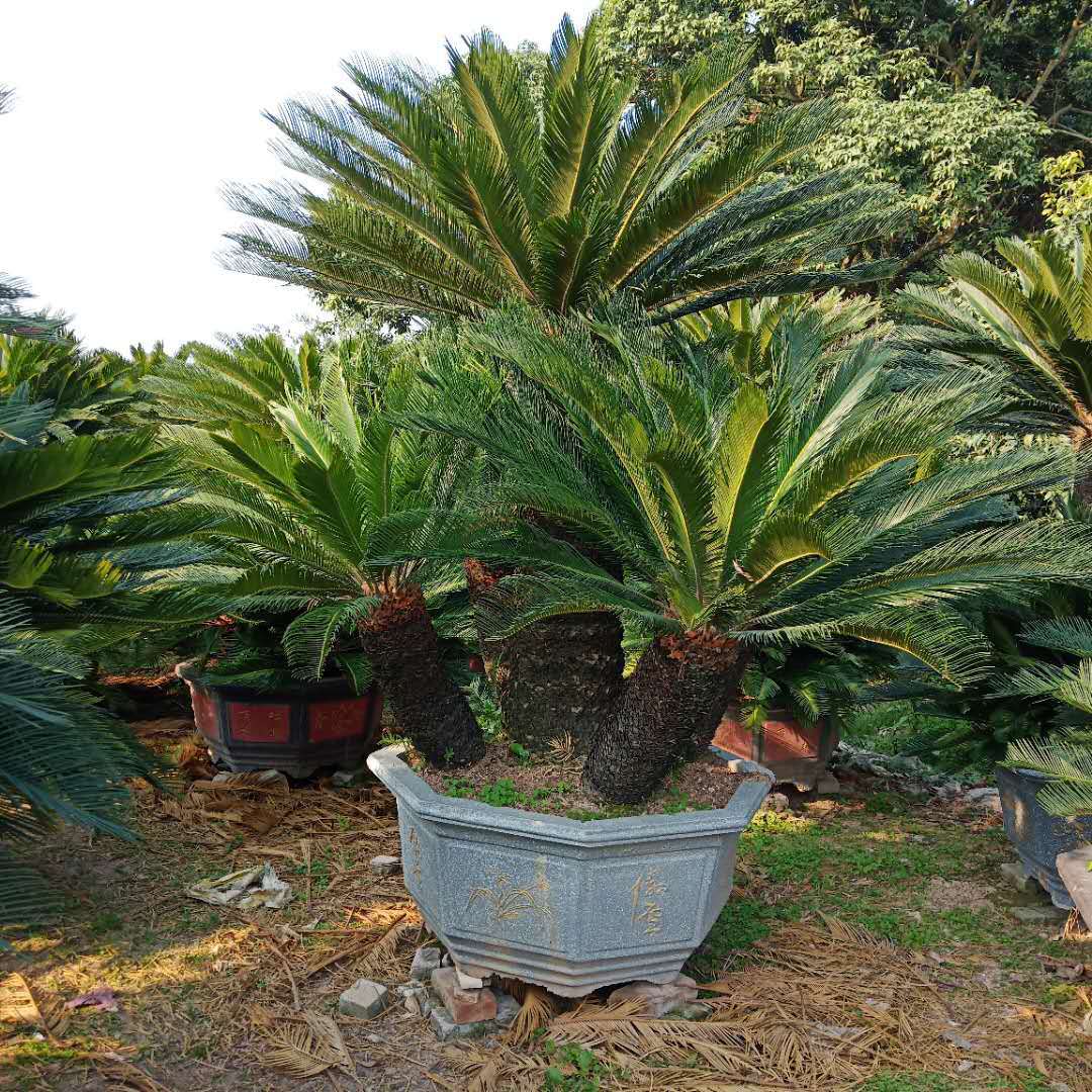 福建铁树盆景批发多头铁树产地价格铁树盆景20150杆高规格