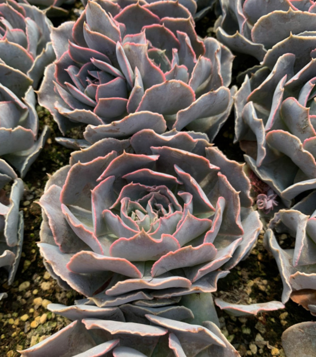 天羽多肉 安娜玫瑰 沙漠之星 大单头 裸根发 植物批发 大棚基地