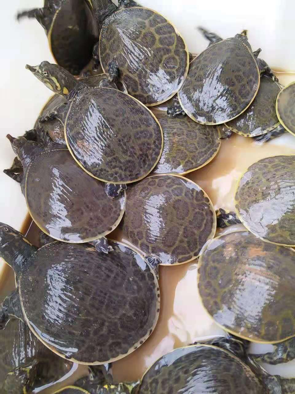 甲鱼苗水鱼食用甲鱼甲鱼蛋养殖中华鳖苗龙鱼饲料大小活体批发