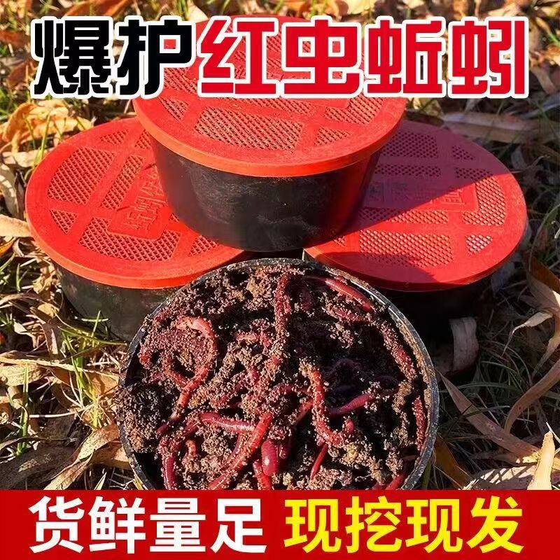 蚯蚓活物大盒活体鲫鱼野钓饵钓鱼大号蚯蚓活体红虫散装蚯蚓活饵盒