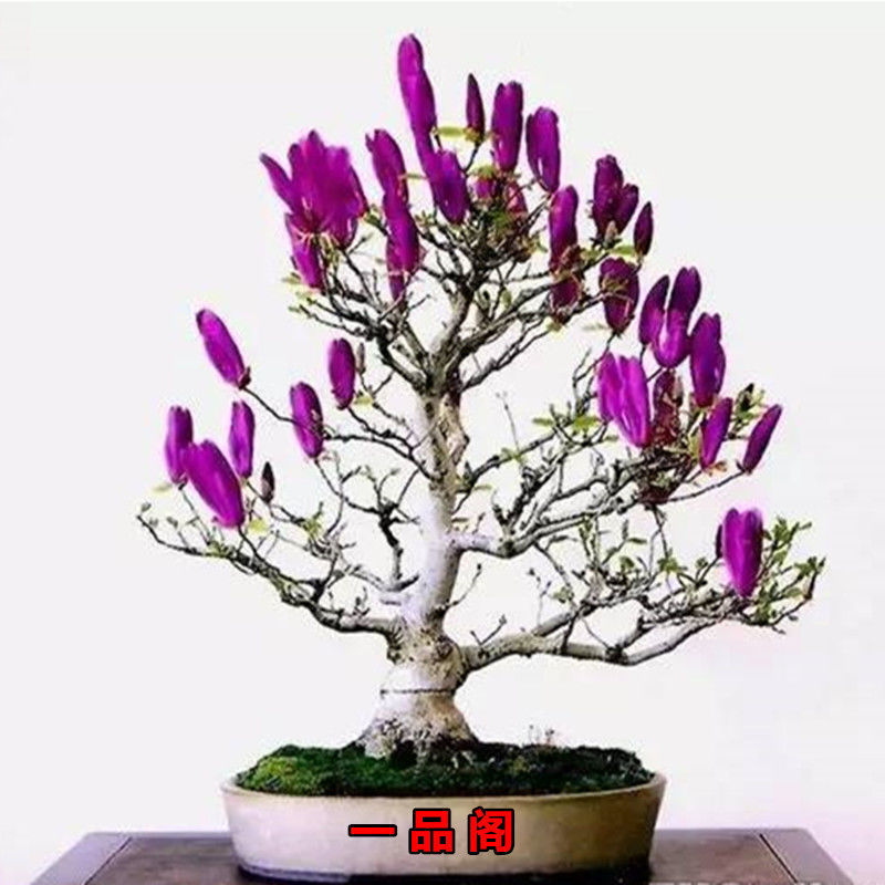 矮化紫玉兰盆景盆栽开花香可做玉兰盆耐寒耐旱庭院植物观赏树