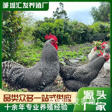芦花鸡活体大量出售 鸡苗活体脱温 繁殖种苗下蛋家养活禽