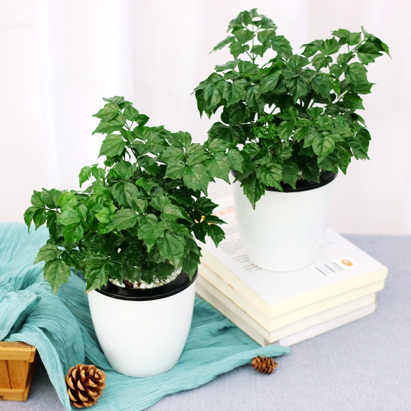 幸福树盆栽室内客厅好养植物四季常青净化空气绿植桌面懒人杯花卉