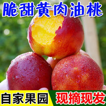 新鲜水果桃现摘黄心油桃5斤应季大桃子当季水密整箱孕妇蜜脆3