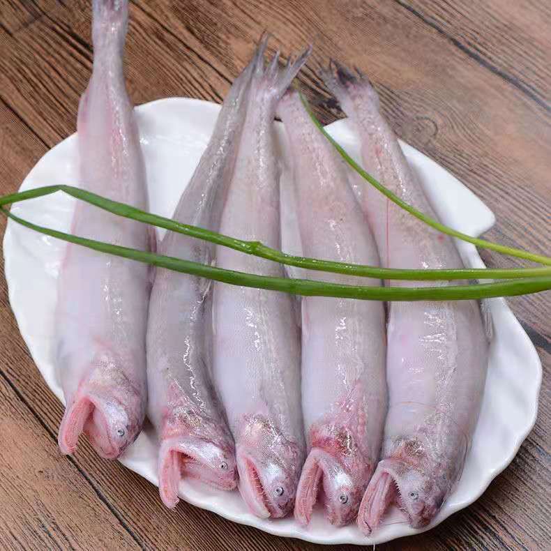 东海豆腐鱼10斤顺丰包邮 海鲜 新鲜九肚鱼龙头鱼鲜活冷冻丝丁鱼