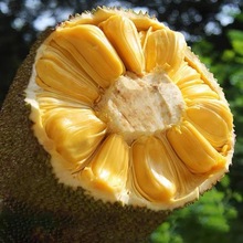 海南三亚特产菠萝蜜新鲜水果黄肉应当季整箱10-40斤一箱一个包邮