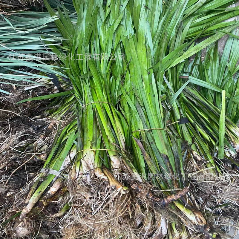 水菖蒲苗水生地被植物盆栽池塘造景庭院绿化湿地绿化浮岛种植苗