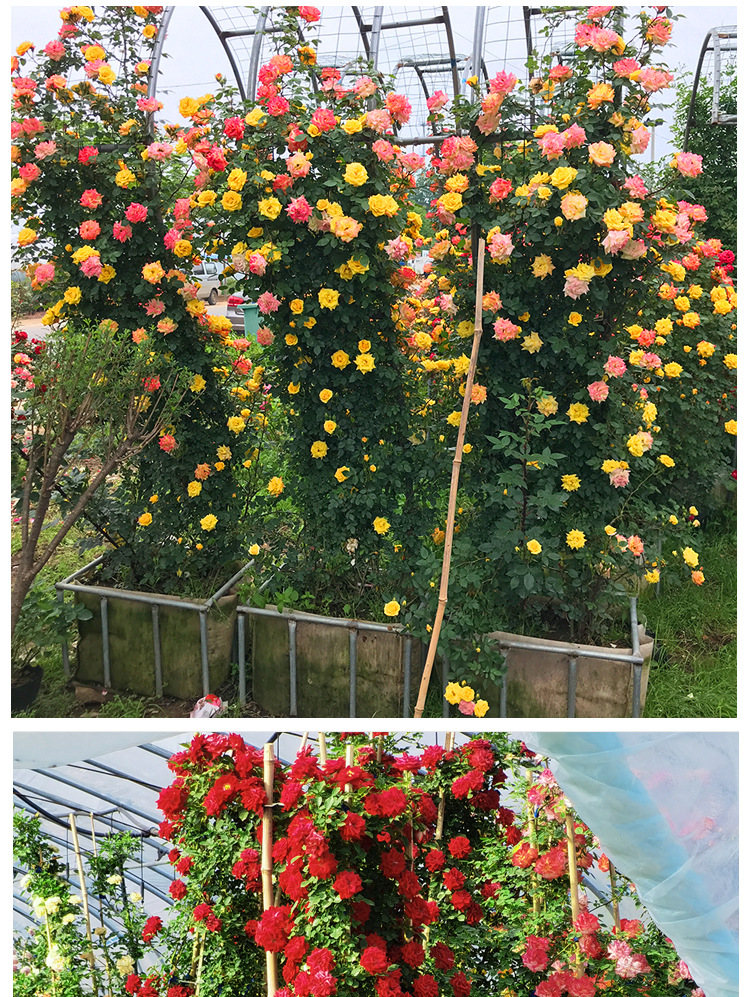 藤本月季小女孩庭院围墙爬藤攀援盆栽绿植耐热耐寒花园地栽好养活