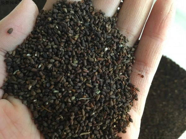 0成交0件爬藤葡萄葡萄树苗种子提子蓝宝石果树盆栽种籽地栽南北方种植