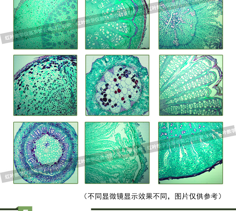 当归根横切 组织细胞切片 教学用组织切片 植物类切片标本