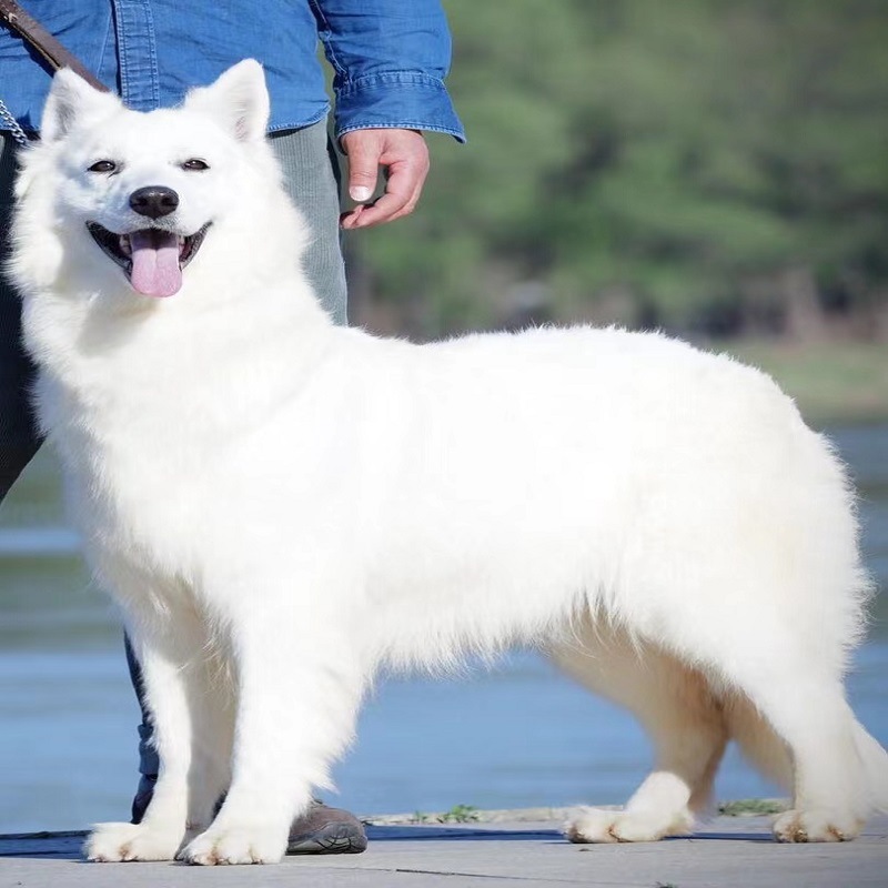 纯种瑞士牧羊犬幼犬活体白色德牧幼崽看家护院工作犬护卫犬大型犬