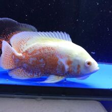 黑白地图鱼猪仔鱼鹦鹉鱼招财银龙鱼中大型淡水宠物热带观赏鱼活