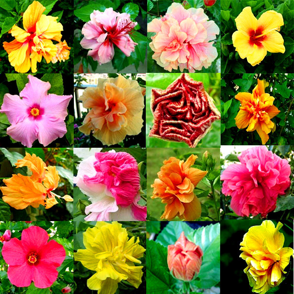 直播扶桑花苗 又名朱槿牡丹 扶桑花盆栽苗 花期长 品种齐全 3年苗