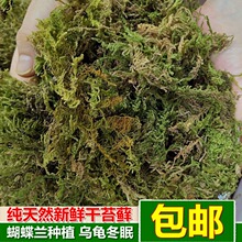 干苔藓青苔蝴蝶兰花铁皮石斛种植营养土水苔育苗嫁接乌龟冬眠垫材