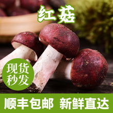 云南特产菌菇源产地批发新鲜红菇冷链直发可食用菌烹饪煲汤食材