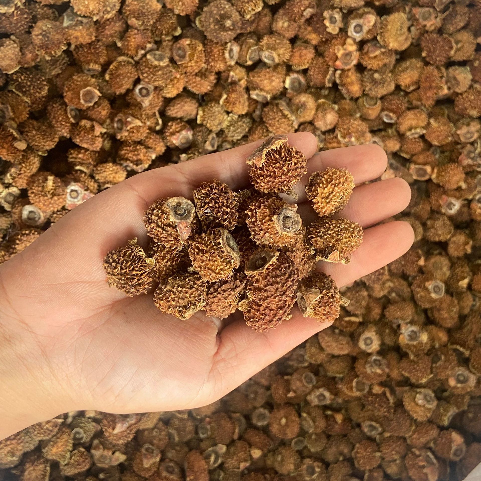 【刺梨野生】-刺梨野生厂家,品牌,图片,热帖-阿里巴巴