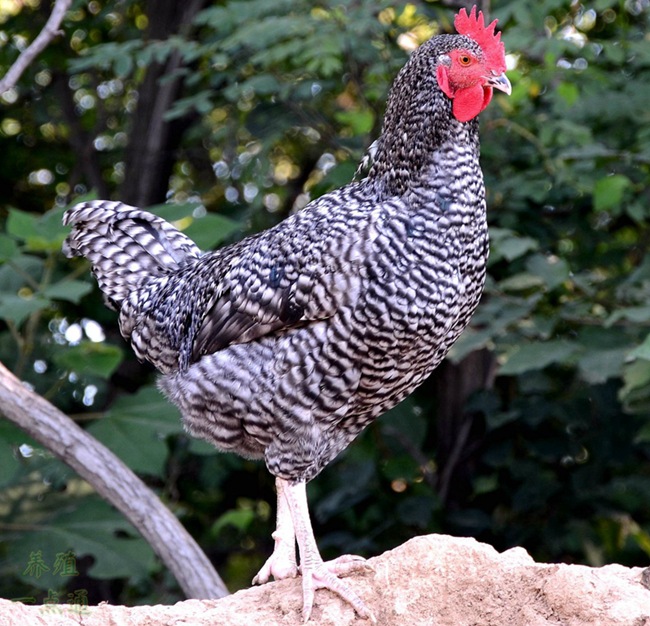 山东观赏鸡出售黑白花波兰鸡芦花鸡元宝鸡 绣球鸡 长尾鸡出售
