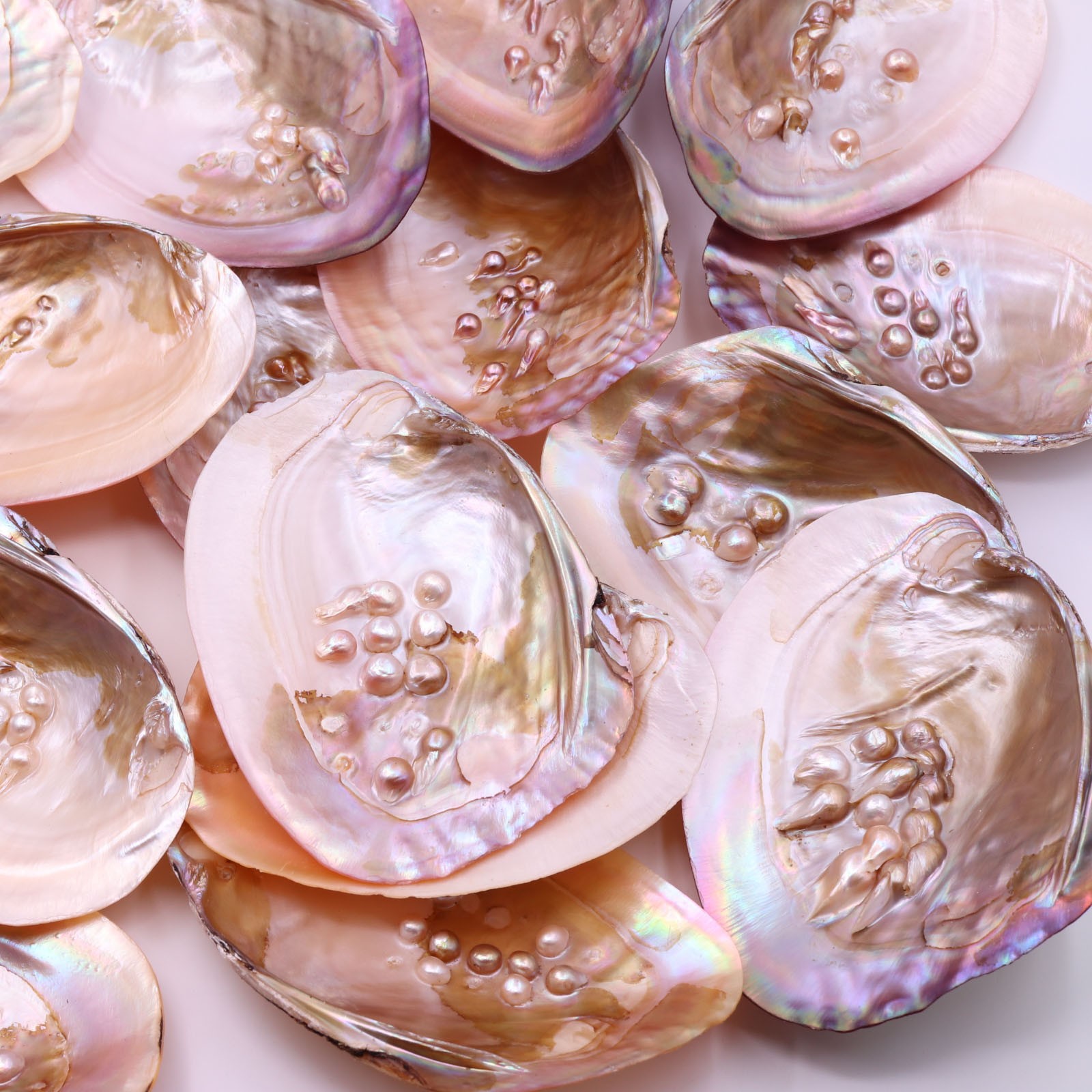 天然淡水贝壳海螺标本拍照道具珍珠贝盘子 饰品水族摆件香皂盒