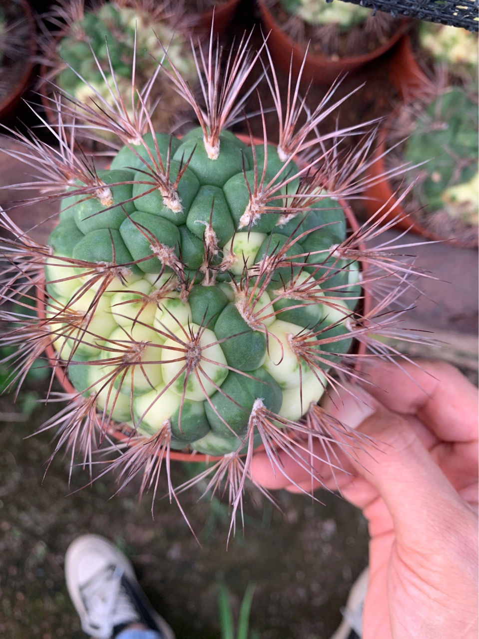 新天地锦仙人球-阿里巴巴