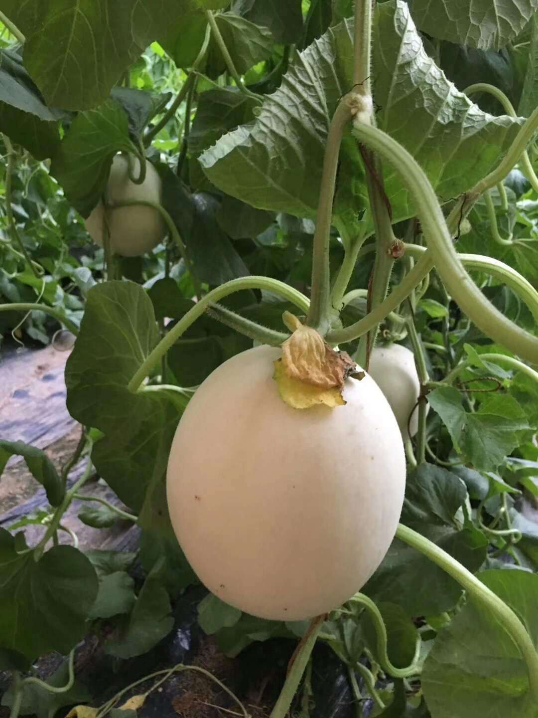 正品 正宗山东玉菇甜瓜-4.