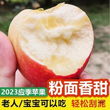 粉面苹果宝宝婴儿刮泥吃辅食粉糯沙甜当季嘎啦苹果老人吃新果