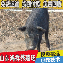 自养自销 鸿祥藏香猪养殖基地 低价出售优质活体小藏香猪猪仔