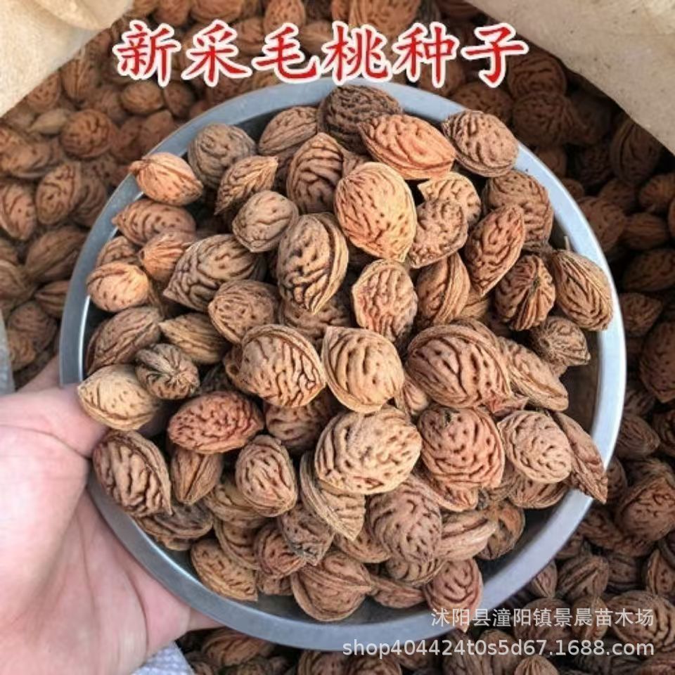 新彩毛桃种子 桃树种子 山桃种子野毛桃树嫁接梅花李树桃树砧木