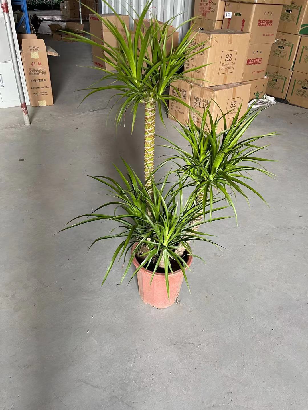 【基地直批】 280#a级步步高龙血树室内室外大盆栽观赏绿植大盆景