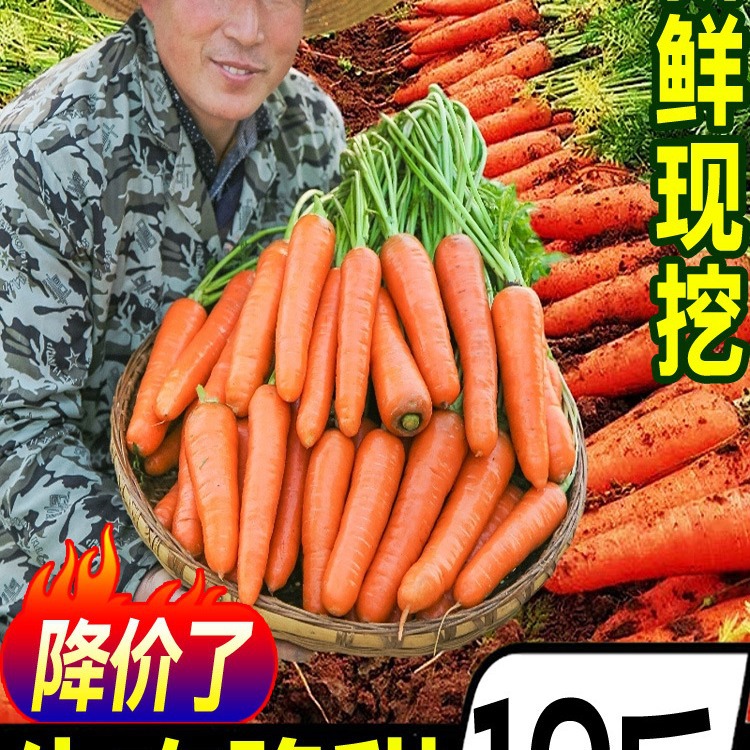 新鲜水果胡萝卜10斤红萝卜红皮萝卜蔬菜农家自种现挖带泥批发包邮