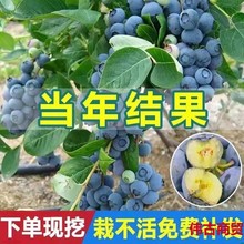 【新年现挖蓝莓树苗】正宗大果蓝莓树苗多汁南北方均可带土发发货