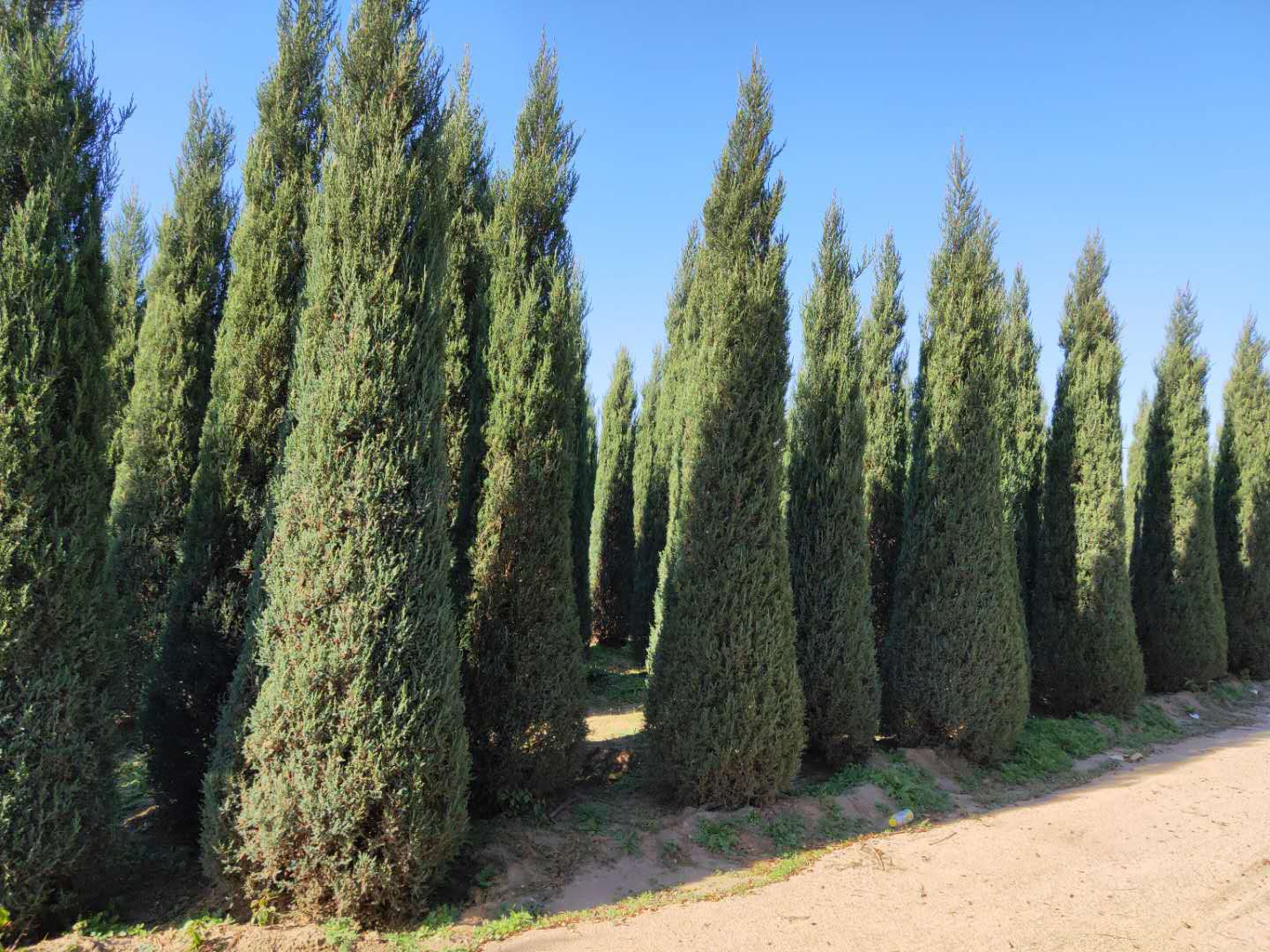 产地货源塔柏沈阳桧柏球刺柏造型球常青树墓园坟地园林绿化1-8