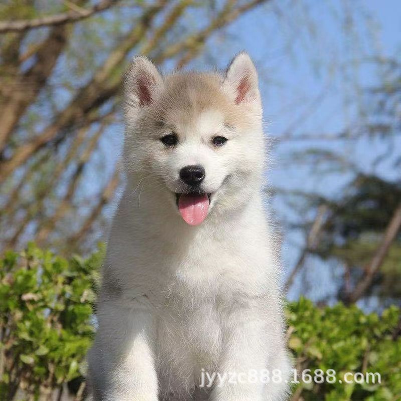 纯种哈士奇幼犬活体狗狗三火蓝眼哈士奇雪橇犬宠物犬宠物狗二哈狗