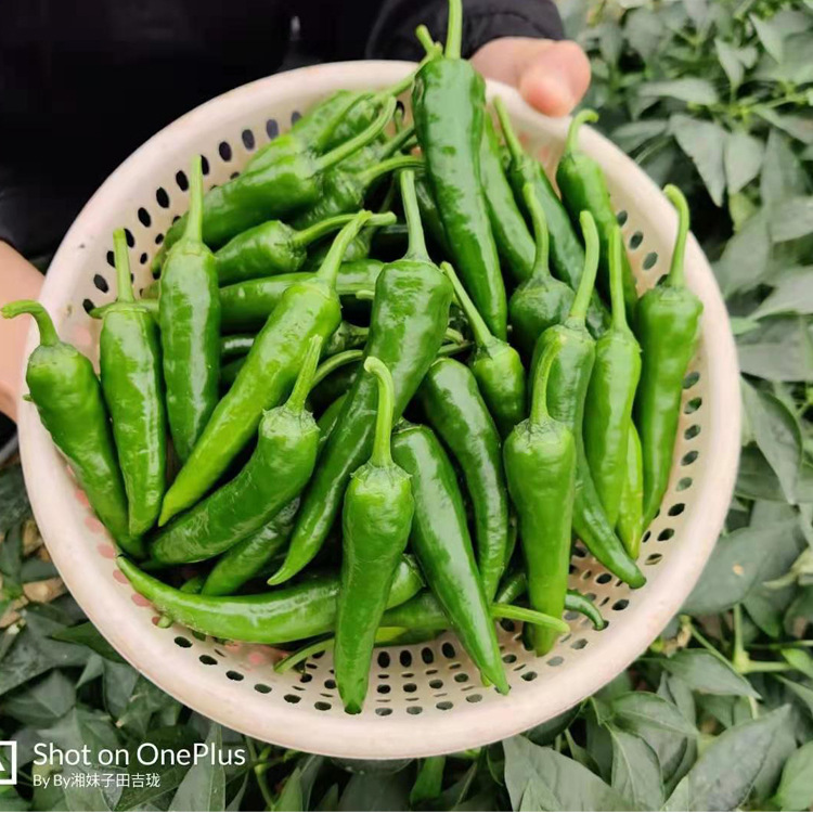 早春大棚辣椒种子7-11厘米辣中带香单株挂果100个以上-胜世品味椒