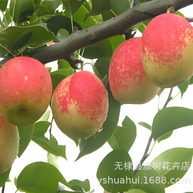 粉红香蜜梨 红色梨树苗嫁接苗 梨子果苗 果皮红色 果核小味香甜
