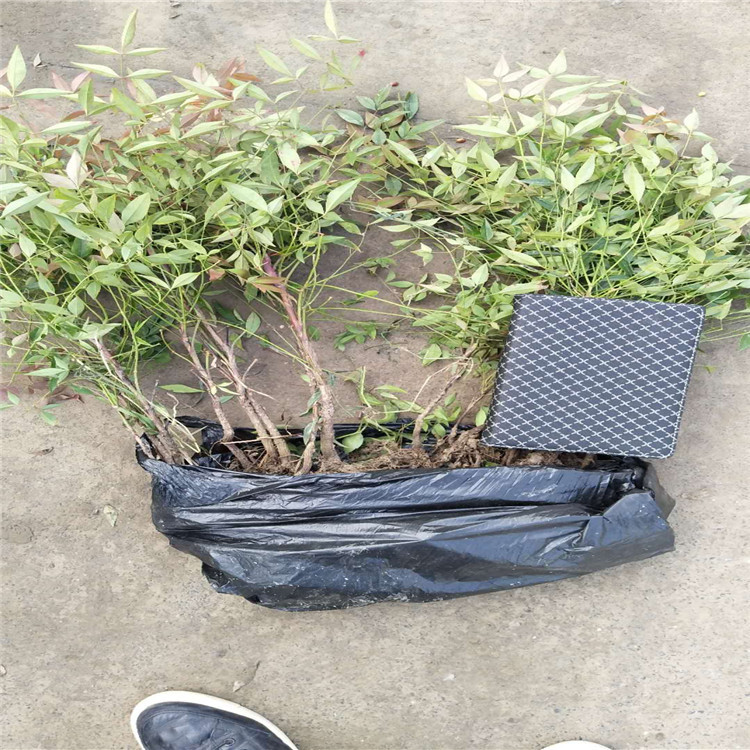 大量供应火焰南天竹扦插种苗别墅景观各种规格工程用苗