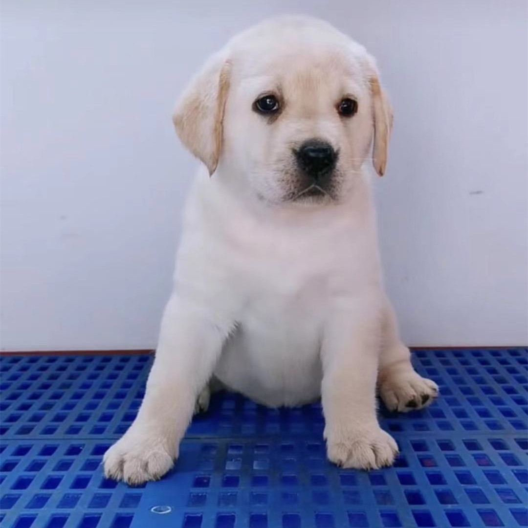 出售活 体拉布拉多幼犬聪明可爱家养伴侣宠物狗拉布拉多幼崽价格