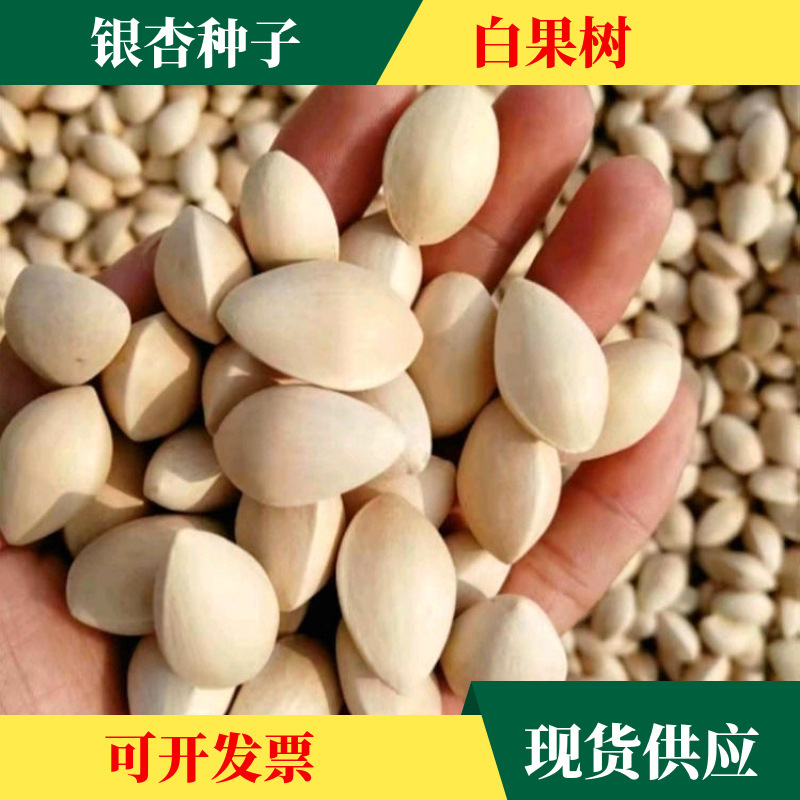批发银杏树种子白果树种籽 彩色树种子绿化树种子景观树乔木种籽