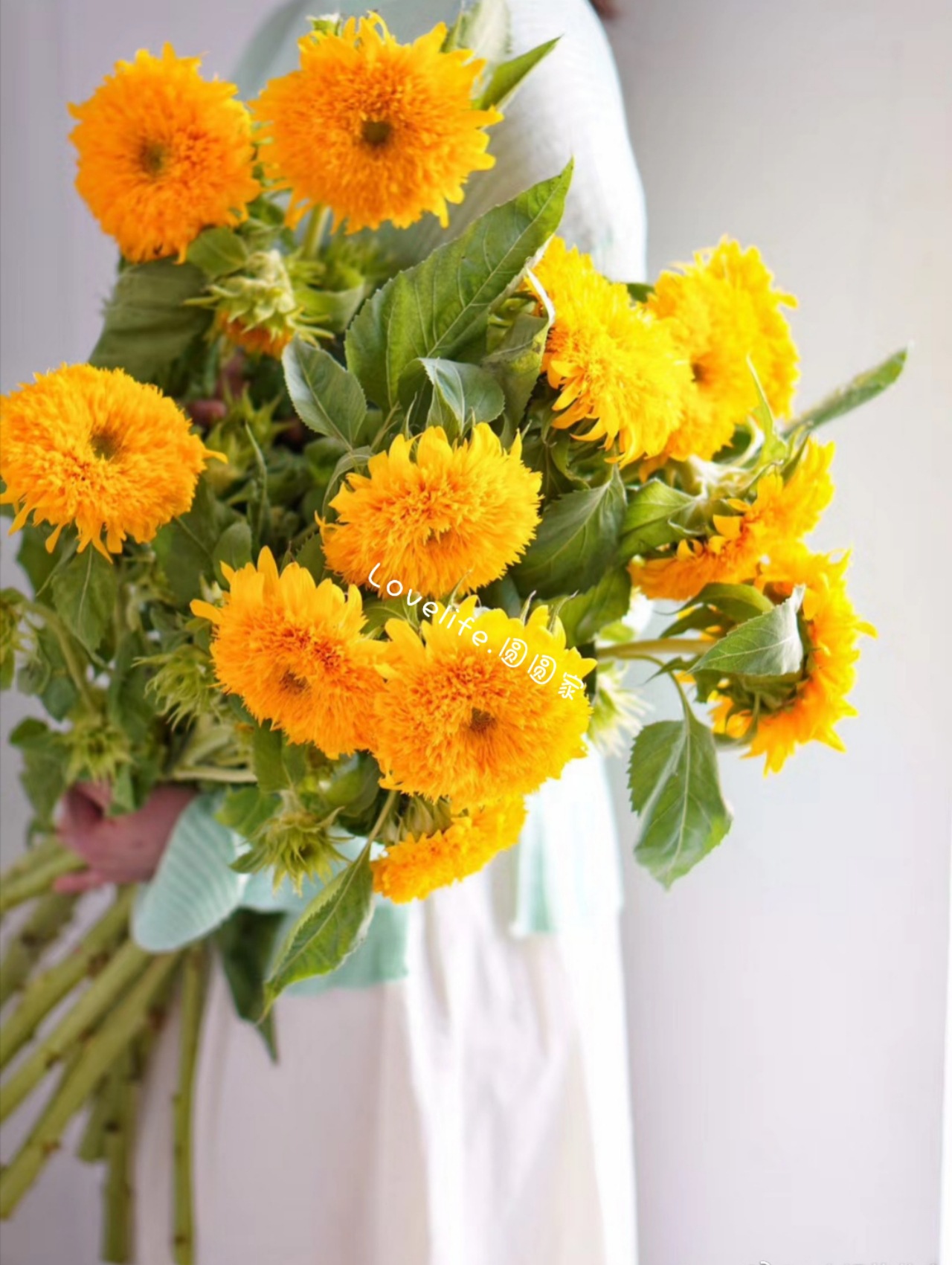 泰迪重瓣向日葵向日葵新鲜鲜花切花家庭插花太阳花泰迪菊面包菊