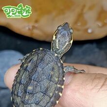 寸金match增黄高蛋白增色头盔黄泽小青龟粮水龟小颗粒龟饲料 正品